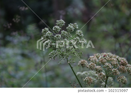 Wild angelica flowers in the summer forest, Angelica sylvestris, dried flowers  102315097