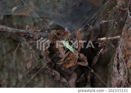 Tettigoniidae, katydid in the summer forest  102315131