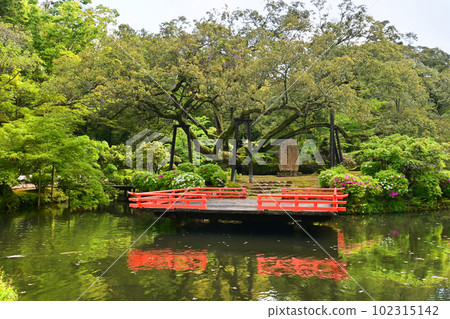 奈良市春日大社的萬葉植物園在春天的浮舞中散步 奈良市春日大社的萬葉植物園在春天的浮舞中散步 102315142