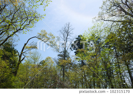 Spring sunshine and virgin forest 102315170