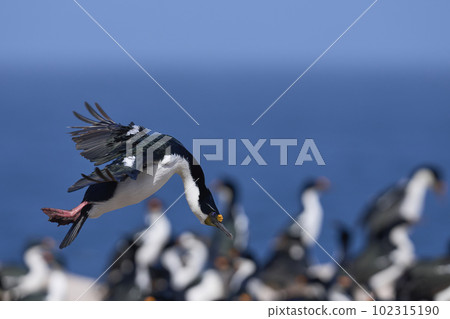 Imperial Shag in flight with nesting material Imperial Shag in flight with nesting material 102315190