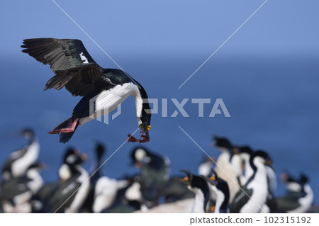 Imperial Shag in flight with nesting material Imperial Shag in flight with nesting material 102315192