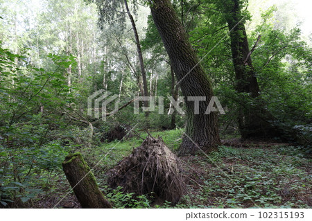 Autumn forest, dark autumn forest atmosphere 102315193