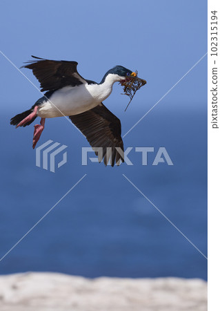 Imperial Shag in flight with nesting material 102315194