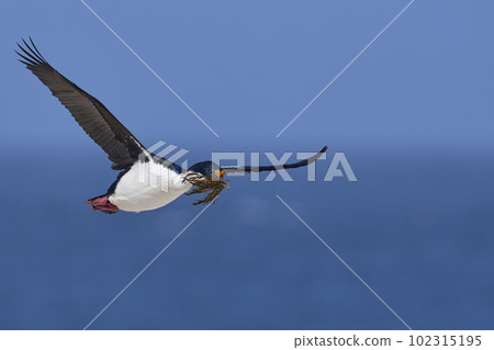 Imperial Shag in flight with nesting material Imperial Shag in flight with nesting material 102315195