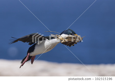 Imperial Shag in flight with nesting material Imperial Shag in flight with nesting material 102315196
