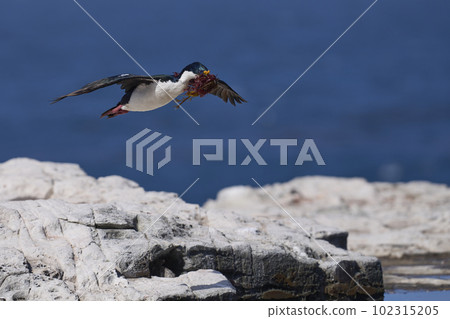Imperial Shag in flight with nesting material Imperial Shag in flight with nesting material 102315205