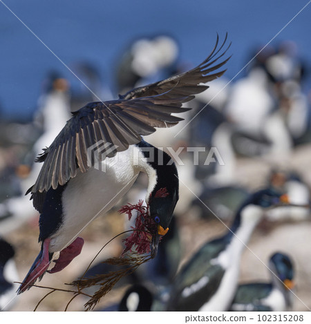 Imperial Shag in flight with nesting material Imperial Shag in flight with nesting material 102315208