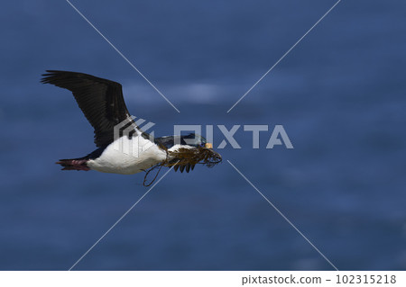 Imperial Shag in flight with nesting material 102315218