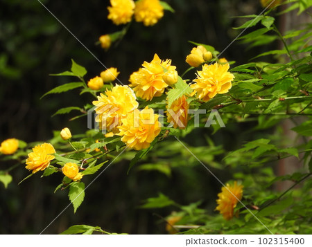 Yaeyamabuki flower in full bloom Yaeyamabuki flower in full bloom 102315400