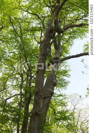 Fresh green virgin forest in spring 102315463
