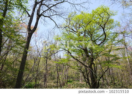 Fresh green virgin forest in spring Fresh green virgin forest in spring 102315510