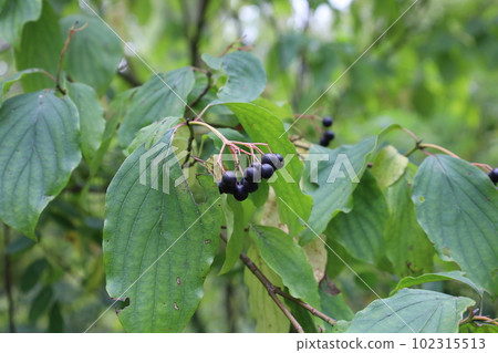 Cornus sanguinea, the common dogwood or bloody dogwood, black berries Cornus sanguinea, the common dogwood or bloody dogwood, black berries 102315513