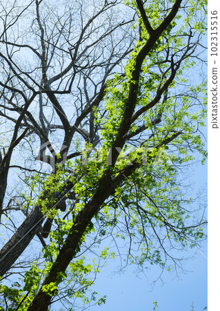 Fresh green virgin forest in spring 102315516