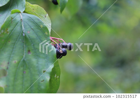 Cornus sanguinea, the common dogwood or bloody dogwood, black berries Cornus sanguinea, the common dogwood or bloody dogwood, black berries 102315517