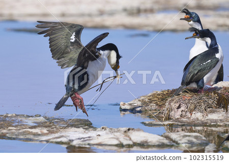 Colony of Imperial Shag Colony of Imperial Shag 102315519
