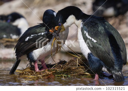 Colony of Imperial Shag 102315521