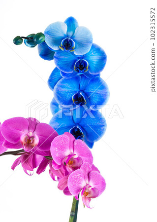 orchid  pink blue flower with water drops 102315572