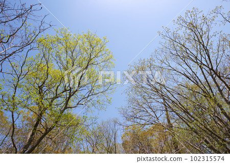 Fresh green virgin forest in spring 102315574
