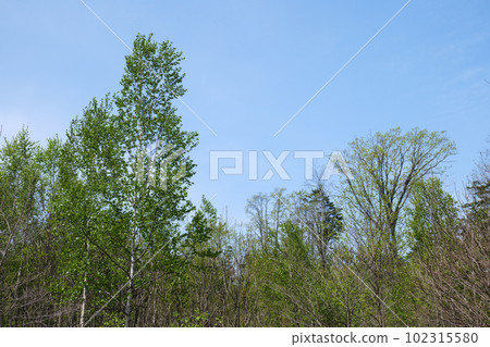 Fresh green virgin forest in spring Fresh green virgin forest in spring 102315580