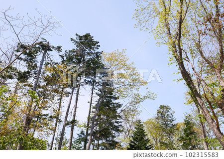 Fresh green virgin forest in spring 102315583