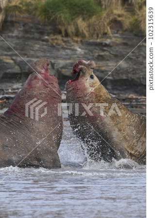 Southern Elephant Seal fighting 102315639