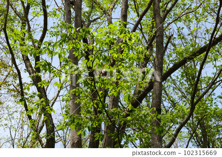 Fresh green virgin forest in spring 102315669