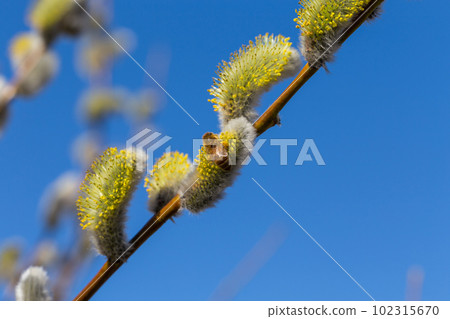 Fluffy soft willow buds 102315670