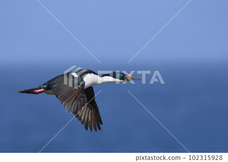 Imperial Shag in flight 102315928