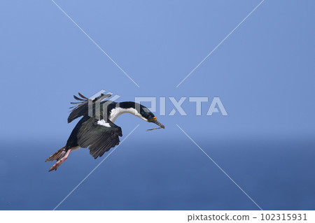 Imperial Shag in flight Imperial Shag in flight 102315931