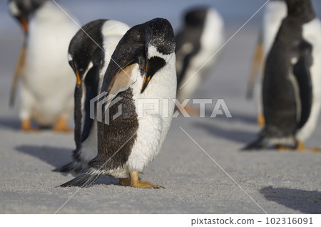 Gentoo Penguin preening 102316091