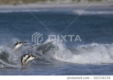 Gentoo Penguins coming ashore 102316138