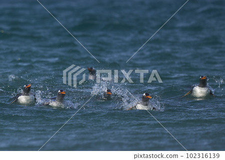 Gentoo Penguins coming ashore 102316139