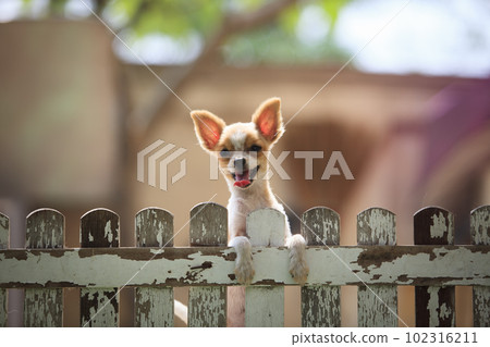 little pomeranian dog climbing home wooden fence little pomeranian dog climbing home wooden fence 102316211