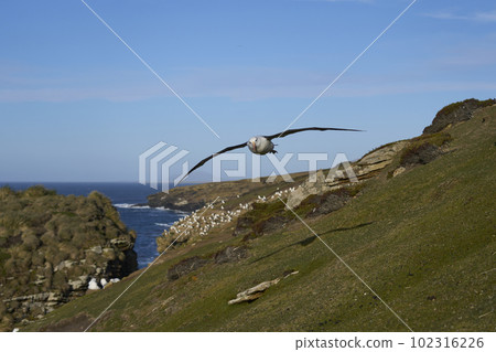 Black-browed Albatross in flight 102316226