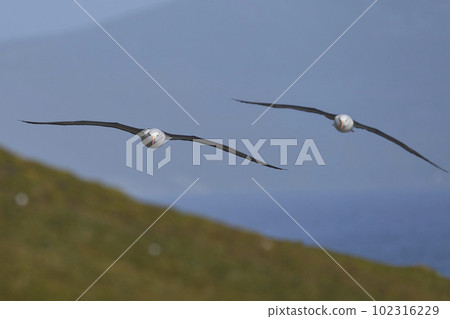 Black-browed Albatross in flight 102316229
