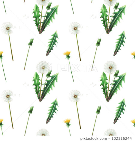 Watercolor seamless pattern with dandelions flowers and green leaves. Hand painting clipart botanical meadow illustration on a white isolated background. For designers, decoration, postcards, wrapping Watercolor seamless pattern with dandelions flowers and green leaves. Hand painting clipart botanical meadow illustration on a white isolated background. For designers, decoration, postcards, wrapping 102316244