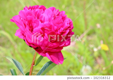 深粉色牡丹 102316312