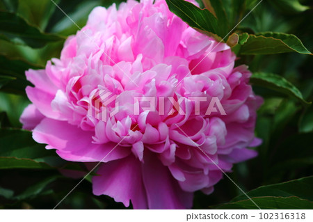Pink peonies 102316318