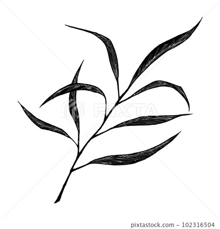 Eucalyptus (single item) / Silhouette Eucalyptus (single item) / Silhouette 102316504