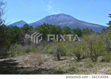 Mt. Asama viewed from Karuizawa wild bird forest in fresh green / Nagano Prefecture 102316988