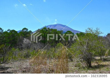 從新綠的輕井澤野鳥林眺望淺間山/長野縣 102316995