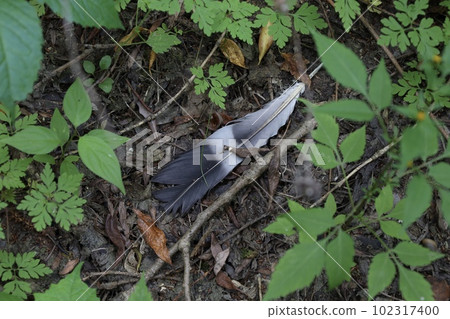 Stork wing in summer forest, wild birds Stork wing in summer forest, wild birds 102317400