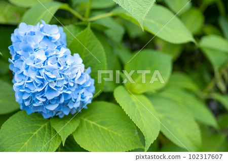 Hydrangea 102317607