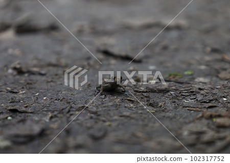 Little toad in the forest, summer woods atmosphere Little toad in the forest, summer woods atmosphere 102317752