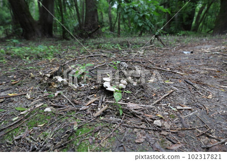 Mushrooms in the summer forest  102317821