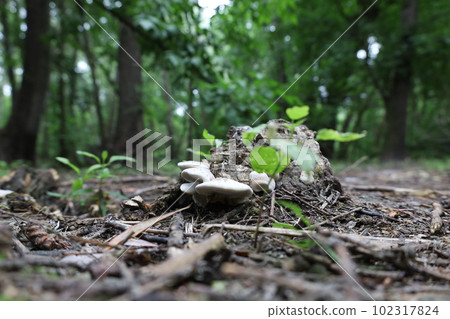 Mushrooms in the summer forest  102317824