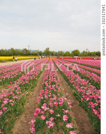 2023 Tainai Tulip Festival [Tainai City, Niigata Prefecture] 102317841