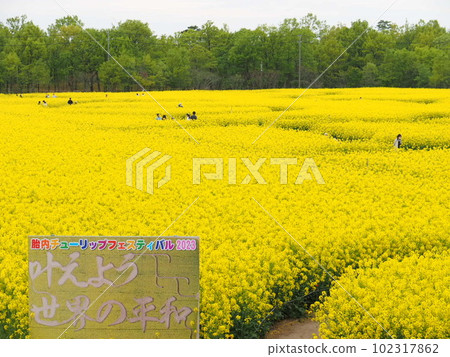 2023胎內鬱金香節【新潟縣胎內市】 102317862