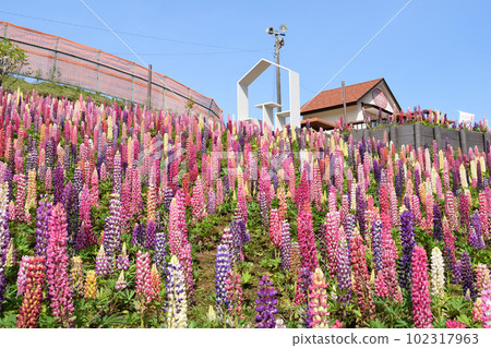 Kanuma City Hanaki Center Lupinus Kanuma City Hanaki Center Lupinus 102317963